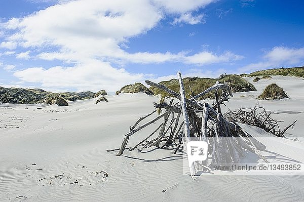 Treibholz in den weißen Sanddünen am Wharariki Beach  Südinsel  Neuseeland  Ozeanien
