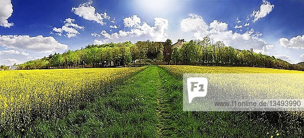 Grüner Fußweg inmitten von leuchtend gelben Rapsfeldern  der zu einer Baumallee der Willibaldsburg in Eichstätt  Bayern  Deutschland  Europa führt