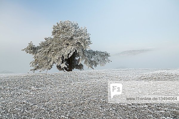 Alte Kiefer (Pinus) mit Raureif Hegau Watterdingen Baden-Württemberg Deutschland Europa