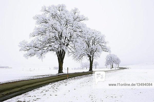 Frostbedeckte Bäume am Straßenrand  Deutschland  Europa