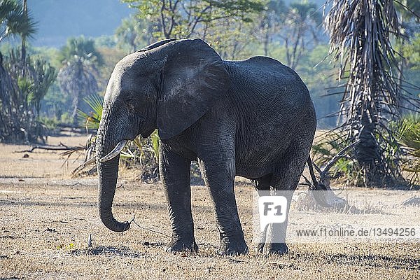 Afrikanischer Buschelefant (Loxodonta africana)  Liwonde National Park  Malawi  Afrika