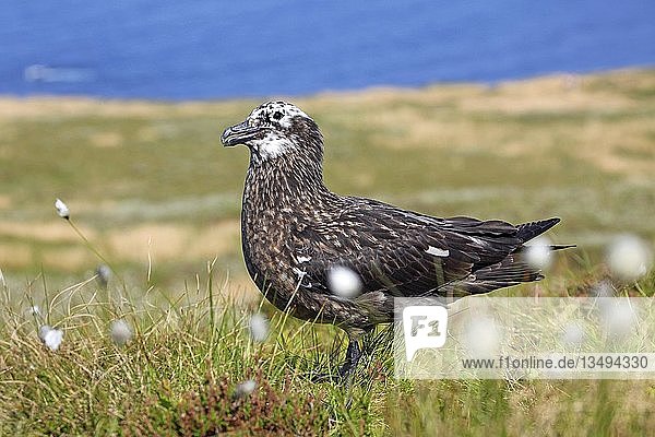 Mantelmöwe (Stercorarius skua)  flügger Jungvogel  Insel Runde  Norwegen  Europa