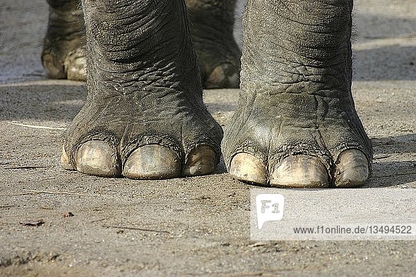 Elephant feet  Zoo