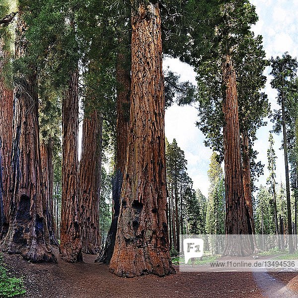 Giant sequoia (Sequoiadendron giganteum)  in front a visitor  Giant Forest  Sequoia National Park  California  United States  North America