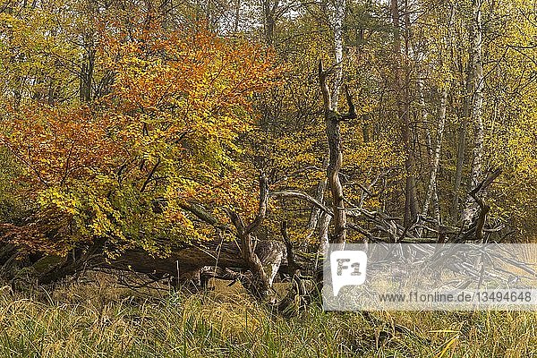 Herbstlicher Auwald mit Totholz  alte umgestürzte Kiefern  MÃ¶nchbruchwald  Naturschutzgebiet MÃ¶nchbruch  Rüsselsheim am Main  Hessen  Deutschland  Europa