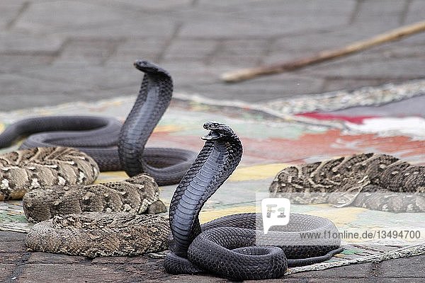 Indian cobras (Naja naja) belonging to snake charmer  Jemaa el Fna market place  Marrakesh  Morocco  Africa