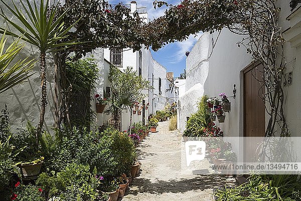 Gasse mit Blumenkübeln und strahlend weiß getünchten Häusern in der auf einem Hügel gelegenen Stadt Vejer de la Frontera  Provinz Cádiz  Andalusien  Spanien  Europa