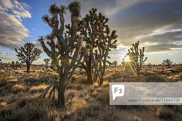 Joshua-Bäume (Yucca brevifolia) bei Sonnenuntergang  Mojave-Wüste  Wüstenlandschaft  Mojave National Preserve  Kalifornien  USA  Nordamerika