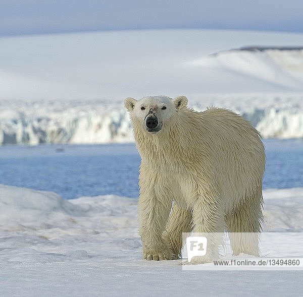 Eisbär (Ursus maritimus) läuft auf dem Eis  Svalbard  Norwegische Arktis  Norwegen  Europa