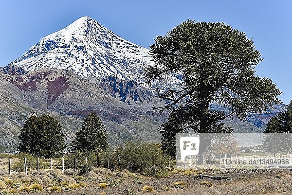 Schneebedeckter Vulkan Lanin und Affenpuzzlebaum (Araucaria araucana)  zwischen San Martin de los Andes und Pucon  Nationalpark Lanin  Patagonien  Grenze zwischen Argentinien und Chile