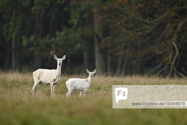 Rothirsch (Cervus elaphus)  Hirschkuh mit Jungtier im weißen Fell  JÃ¤gersborg  Dänemark  Europa