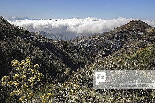 Blick in den Barranco Hondo de Abajo  bei Juncalillo  Natternkopf (Echium) und Riesenfenchel (Ferula communis)  Passatwolken und Insel Teneriffa mit Vulkan Teide  Gran Canaria  Kanarische Inseln  Spanien  Europa
