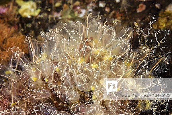 Kolonie von Glühwürmchen (Clavelina lepadiformis)  Norwegische See  Nordatlantik  Norwegen  Europa