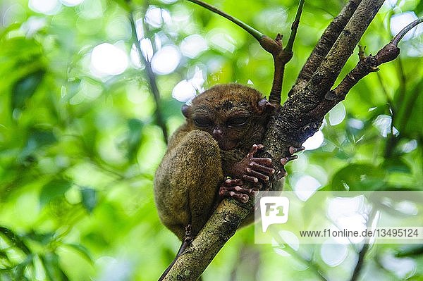 Koboldmaki (Tarsiidae) kleinster Affe der Welt Bohol Philippinen Asien