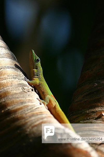 Gold Dust Day Gecko (Phelsuma laticauda) on the trunk of a palm tree  Hawaii