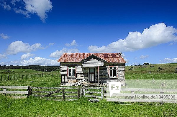 Altes  verfallenes Bauernhaus  Northland  Nordinsel  Neuseeland  Ozeanien