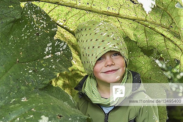 Kleiner Junge unter Mammutblatt (Gunnera manicata) El Bosque Encantado gemäßigter Regenwald mit Moos und Flechten Carretera Austral Queulat National Park Cisnes Región de Aysén Chile Südamerika