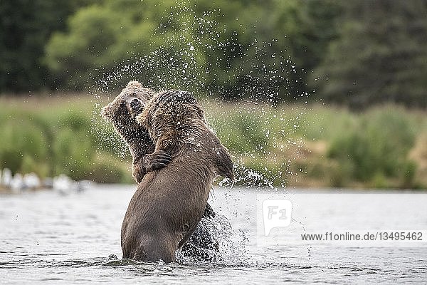 Zwei junge Braunbären (Ursus Arctos)  die spielerisch im Wasser kämpfen  Brooks River  Katmai National Park  Alaska  USA  Nordamerika