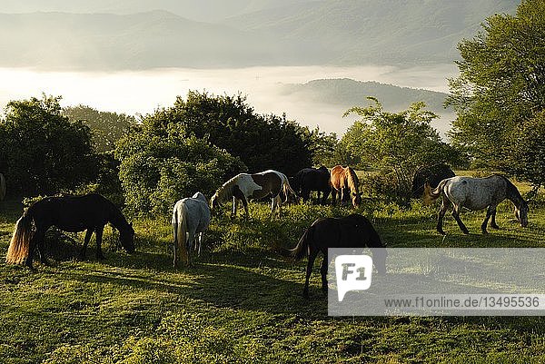 Wild horses grazing  Gran Sasso  Abruzzi  Italy  Europe