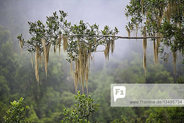 Old Man's Beard (Usnea) hanging on branch  cloud rainforest  Tenerife  Canary Islands  Spain  Europe