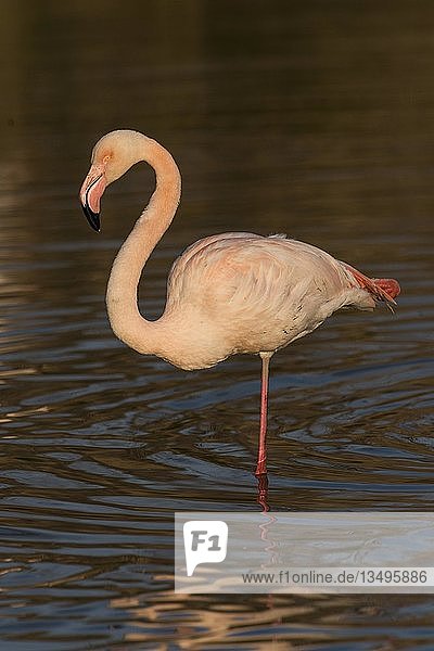 Großer Flamingo (Phoenicopterus roseus) auf einem Bein im Wasser stehend  Abendlicht  Camargue  Frankreich  Europa