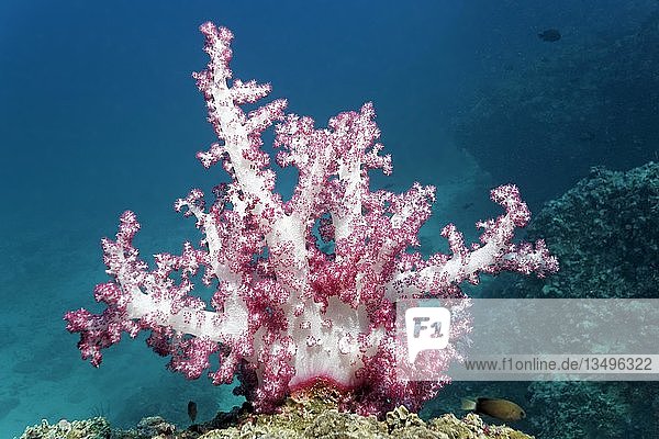 Klunzinger-Weichkoralle (Dendronephtyha klunzingeri)  auf Riffdach  Naturschutzgebiet Daymaniyat-Inseln  Indischer Ozean  Khawr Suwasi  Provinz Al-Batina  Oman  Asien