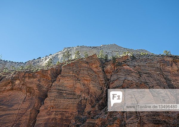 Rote Sandsteinwand  Angels Landing Trail  Berglandschaft  Zion National Park  Utah  USA  Nordamerika