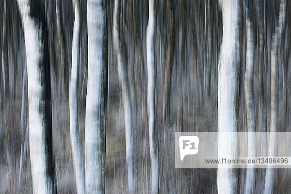Birkenstämme (Betula pubescens)  Unschärfeeffekt  Emsland  Niedersachsen  Deutschland  Europa