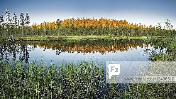 Sonnenuntergang  sonnenbeschienener Wald spiegelt sich im See  hohes Gras am Ufer  Lappi  Finnland  Europa