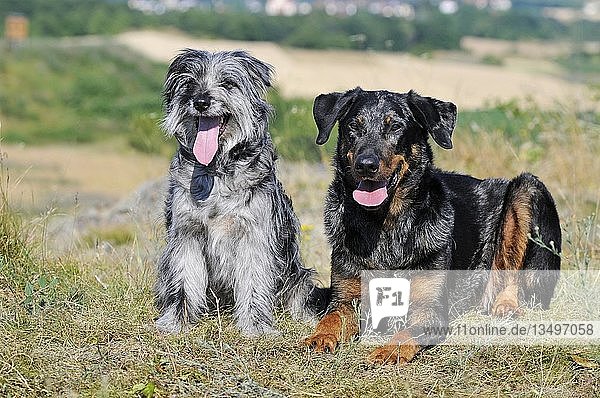 Beauceron male coat color Harlequin and Berger des Pyrenees male blue merle sitting side by side in a meadow Austria Europe