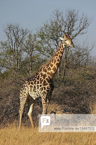 Giraffe  Botswana  Africa