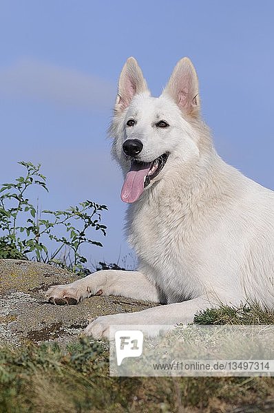 Weißer Schweizer Schäferhund  Hündin  liegt auf Stein  Österreich  Europa