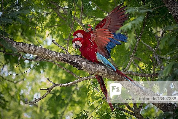 Rot- und Grünaras (Ara chloropterus)  Tierpaar in einem Baum  Paarung  Pantanal  Mato Grosso do Sul  Brasilien  Südamerika