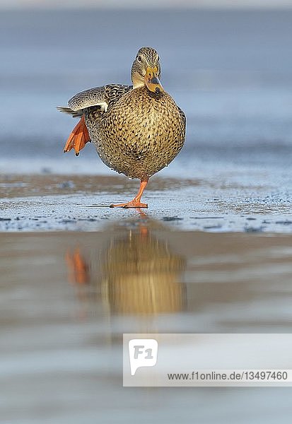 Stockente (Anas platyrhynchos)  Weibchen auf einem Bein stehend auf einer Eisbahn  Sachsen  Deutschland  Europa