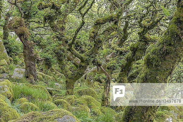 WistmanÂ's Wood alter Eichenwald  Dartmoor NP  Princetown  England  Vereinigtes Königreich  Europa