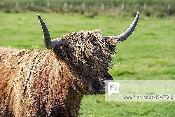 Schottisches Hochlandrind (Bos taurus)  Stier auf einer Weide  Tierportrait  Orkney-Inseln  Schottland  Vereinigtes Königreich  Europa