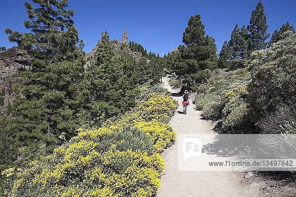 Hiking path through blooming vegetation of La Goleta to the Roque Nublo  cult rock of the ancient Canaries  Gran Canaria  Canary Islands  Spain  Europe