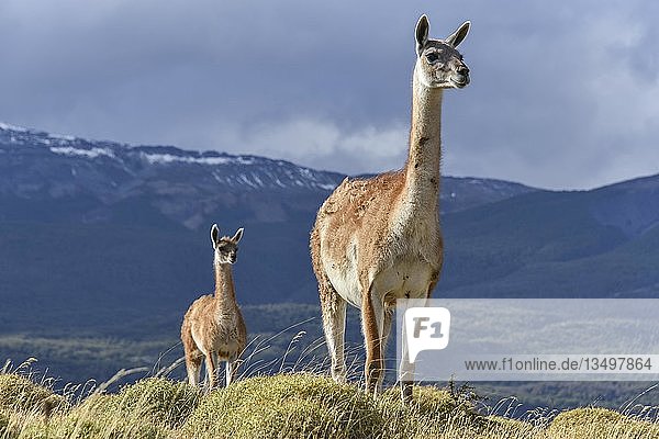 Guanakos (Lama guanicoe) auf einem Bergrücken Nationalpark Tamango National Reserve bei Cochrane Patagonien Chile Südamerika
