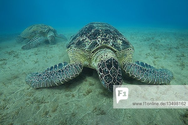 Zwei Grüne Meeresschildkröten (Chelonia mydas) fressen Seegras auf sandigem Grund  Rotes Meer  Marsa Alam  Ägypten  Afrika