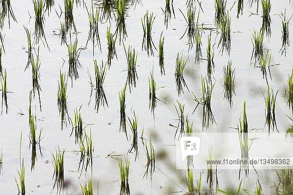 Rice plants in the water  Thailand  Asia