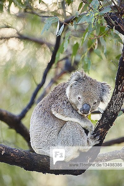 Koala (Phascolarctos cinereus)  sitzend in einem Bambusbaum  Südaustralien  Australien  Ozeanien