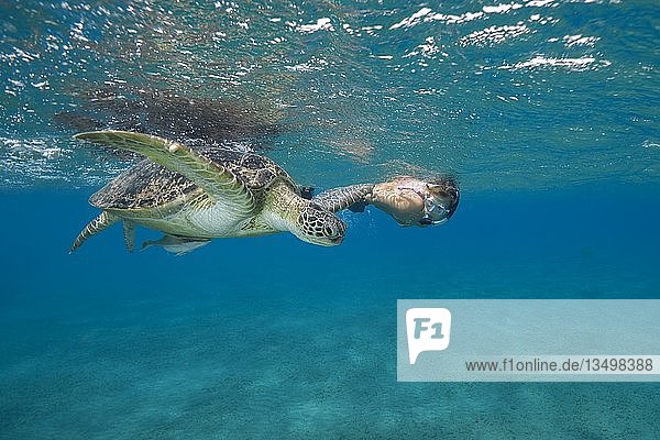 Frau mit Maske und Flossen schwimmt mit Grüner Meeresschildkröte (Chelonia mydas) unter der Oberfläche des blauen Wassers  Rotes Meer  Abu Dabab  Marsa Alam  Ägypten  Afrika