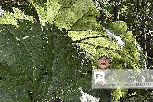 Kleiner Junge unter Mammutblatt (Gunnera manicata) El Bosque Encantado gemäßigter Regenwald mit Moos und Flechten Carretera Austral Queulat National Park Cisnes Región de Aysén Chile Südamerika