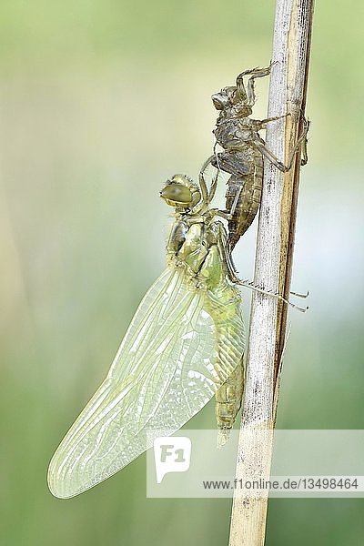Libellenschlupf  Vierfleckige Heidelibelle (Libellula quadrimaculata)  unmittelbar nach dem Schlupf  frisch geschlüpfte Libelle hängt an ihrer Exuvie  fertig entfaltete Flügel  Sachsen  Deutschland  Europa