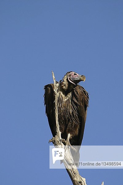 Lappet-faced Vulture or Nubian Vulture (Aegypius tracheliotus  Torgos tracheliotus)