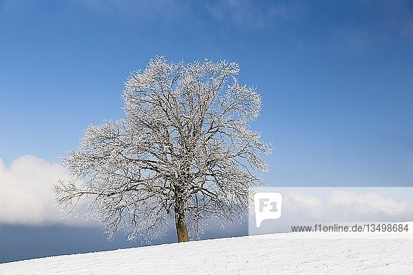 Baum mit Rauhreif Winterlandschaft auf dem Rorschacherberg Büch Grub Appenzell Ausserrhoden Schweiz Europa