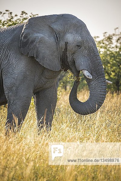 Afrikanischer Elefant (Loxodonta africana)  Fütterung im hohen Gras  Etosha-Nationalpark  Namibia  Afrika