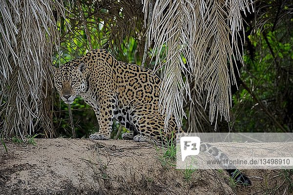 Jaguar (Panthera onca)  sitzend  vom Ufer des Rio Negro aus  dichte Vegetation  Barranco Alto  Pantanal  Mato Grosso do Sul  Brasilien  Südamerika