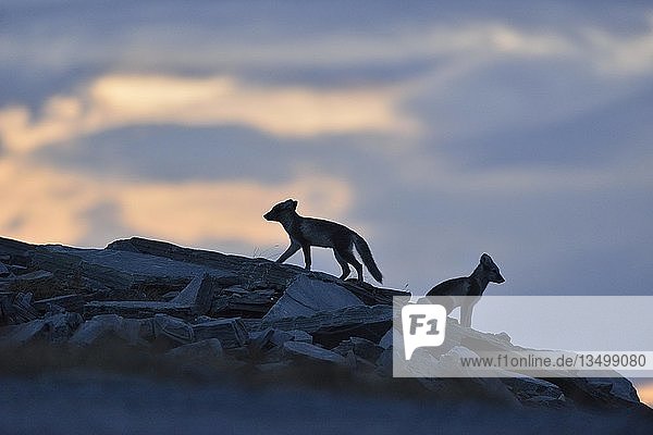 Polarfuchs (Vulpes lagopus)  zwei Jungtiere auf einem Felsen  Silhouette  Dovrefjell  Norwegen  Europa