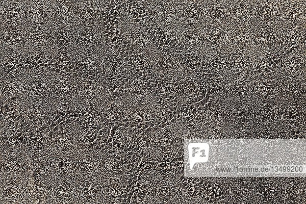 Tierspuren  Käferspuren im Sand  Dünen von Maspalomas  Dunas de Maspalomas  Strukturen im Sand  Naturschutzgebiet  Gran Canaria  Kanarische Inseln  Spanien  Europa